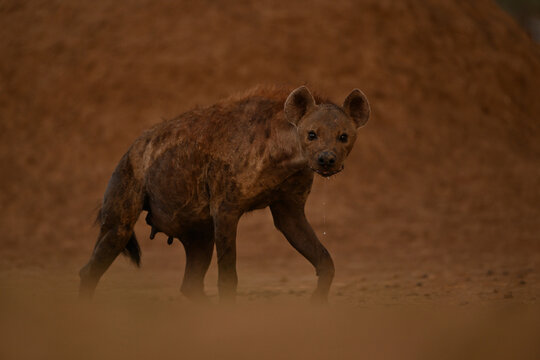 Spotted hyena walks past termite mound dribbling