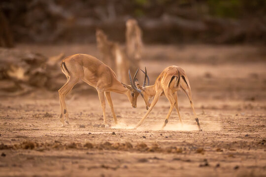 Two male impalas fighting in sandy clearing