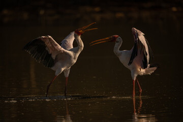 Yellow-billed storks confronting each other in pond