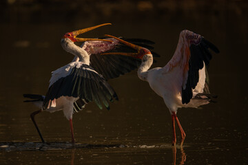 Yellow-billed storks facing off in shallow pool