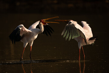 Yellow-billed storks confront each other in pond