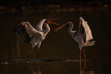 Yellow-billed storks confronting each other in pool