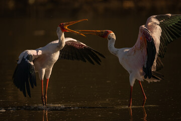 Yellow-billed storks squabble in water spreading wings