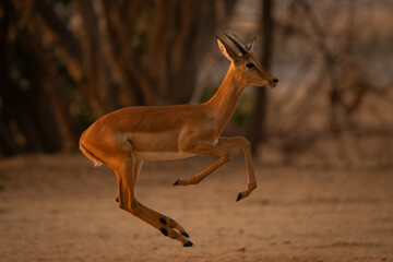 Young male impala crosses clearing lifting forelegs
