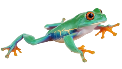 Isolated red-eyed tree frog with vibrant coloration, eye-catching rainforest animal on display