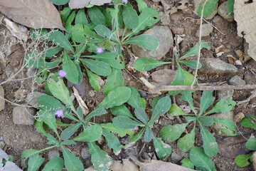 Naklejka premium Lush Green Leaves and Wild Grass Growing Together in a Natural Garden Scene