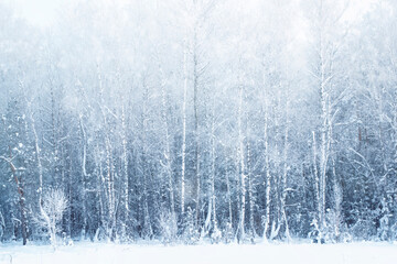 Snow-covered trees. Winter forest covered in snow and frost. Landscape in cold weather.