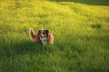 Brown and white dog is running through a field of grass