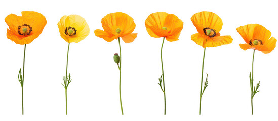 Obraz premium Set of Meconopsis florindae Welsh poppy frontal view isolated on transparent background