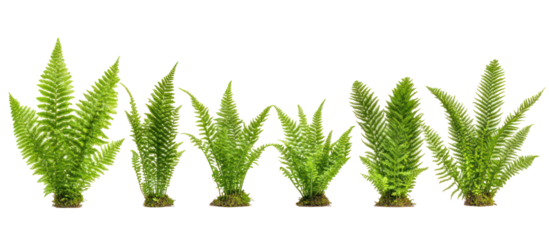 Set of Matteuccia struthiopteris commonly called ostrich fern isolated on transparent background