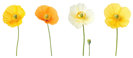 Set of Meconopsis florindae Welsh poppy frontal view isolated on transparent background