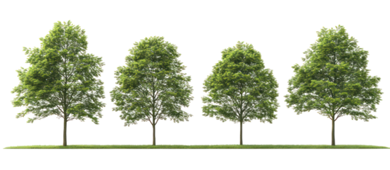 Set of Metasequoia glyptostroboides the dawn redwood frontal view on transparent background