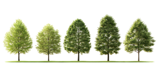 Set of Metasequoia glyptostroboides the dawn redwood frontal view on transparent background