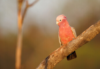 Beautiful Galah (eolophus roseicapilla) sitting on a perch in the Karara Rangelands of Western Australia 