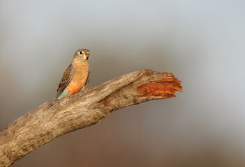 Beautiful Bourke's parrot in the morning light on a perch in the Karara Rangelands of Western Australia 
