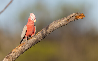 Beautiful Galah (eolophus roseicapilla) sitting on a perch in the Karara Rangelands of Western Australia 
