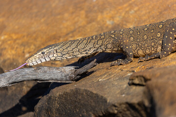 A wild Perentie (Varanus giganteus), Australian Monitor Lizard,  approaching a waterhole in the Karara Rangelands in the outback of Western Australia