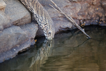 A wild Perentie (Varanus giganteus), Australian Monitor Lizard,  drinking at a waterhole in the Karara Rangelands in the outback of Western Australia