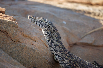 A wild Perentie (Varanus giganteus), Australian Monitor Lizard,  approaching a waterhole in the Karara Rangelands in the outback of Western Australia
