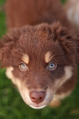 Brown and white dog with blue eyes is looking at the camera