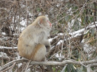 白神山地のニホンザル
