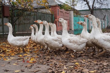 White domestic geese walking through rural village street during autumn season