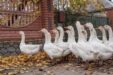 White domestic geese walking through rural village street during autumn season
