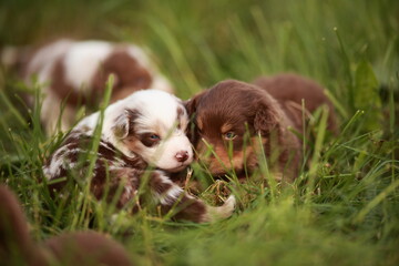 Two puppies are laying in the grass, one brown and one white