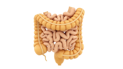 Isolated colon with small intestine for anatomical study of human internal organs