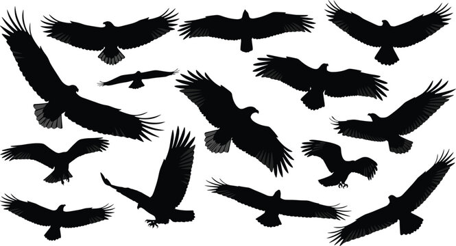 Eagle silhouette set collection of flying hawk birds of prey predatory wingspan soaring vulture falcon wildlife nature design elements vector illustration isolated.