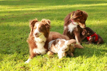 Three dogs are laying on the grass, one of which is wearing a red vest