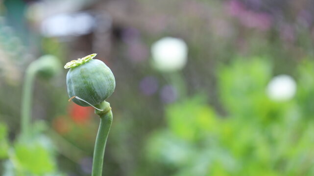 Young green opium fruit. Close-up of Poppy (Papaver somniferum) pods in garden with copy space and selective focus.