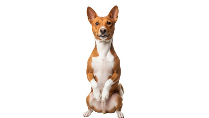 Isolated Basenji dog sitting up looking at camera, funny pose, front view, studio shot