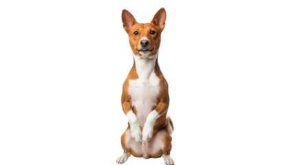 Isolated Basenji dog sitting up looking at camera, funny pose, front view, studio shot