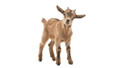 Isolated young goat kid standing inquisitively in a pasture, looking at the camera friendly