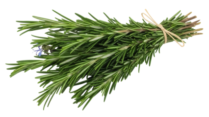 Isolated bunch of fresh aromatic culinary rosemary herb tied with natural string twine