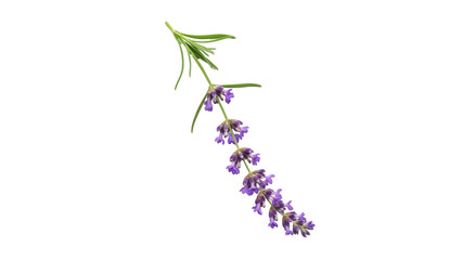 Isolated purple lavender sprig on a clean, neutral background for design, craft, and botanical themes
