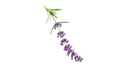 Isolated purple lavender sprig on a clean, neutral background for design, craft, and botanical themes