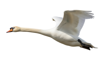 Isolated Mute Swan Cygnus olor in Flight, Large Bird with Wings Extended for Wildlife Imagery