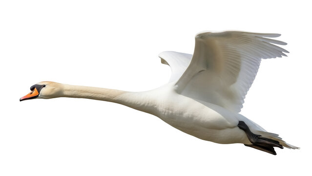 Isolated Mute Swan Cygnus olor in Flight, Large Bird with Wings Extended for Wildlife Imagery