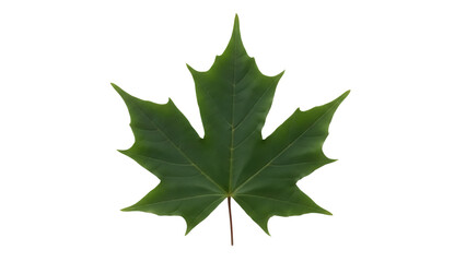 Isolated Green Maple Leaf, Single Canada Tree Foliage in Autumn or Summer Season, Acer Plant