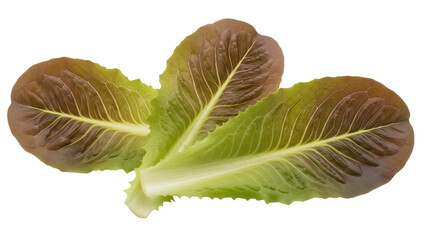 Isolated red romaine lettuce leaves with crispy texture for a fresh vegetable salad