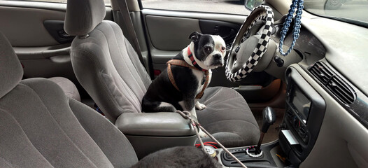 A black and white dog sitting in the driver seat of a modern car