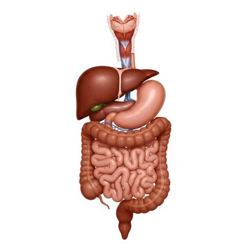 Anatomy of the human gastrointestinal system and organs