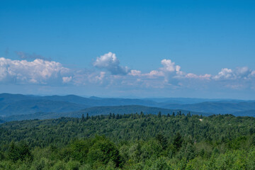 A quiet forest panorama symbolizing escape from noise, digital overload, and urban pressure.