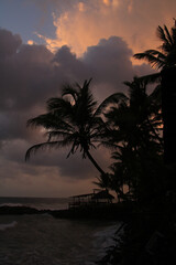 Outlines of a coco palm at sunset, Sri Lanka.