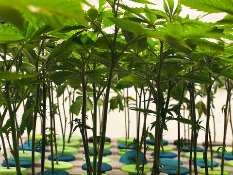 Cannabis clones at a growing facility