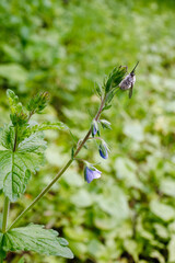 Pollinating bee flies on wild plants support meadow biodiversity