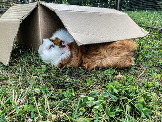 meerschweinchen tier natur nager