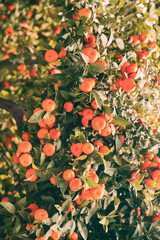 tree full of oranges 
